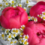 Букет из коралловых пионов и ромашек фото 3